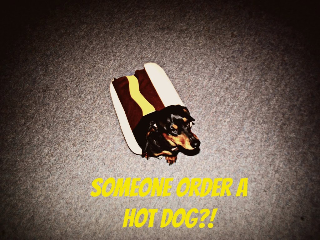 Ruger in Hot Dog Costume 