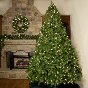 inchester-Fir-Christmas-Tree-1113