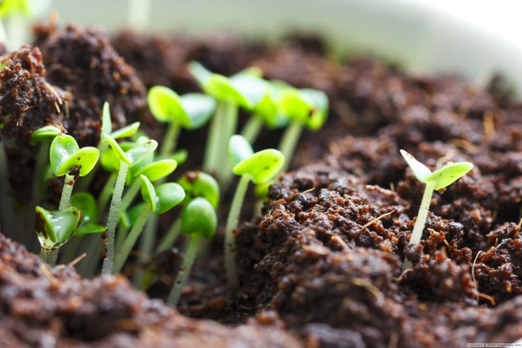 Plant Seed Sprouts 