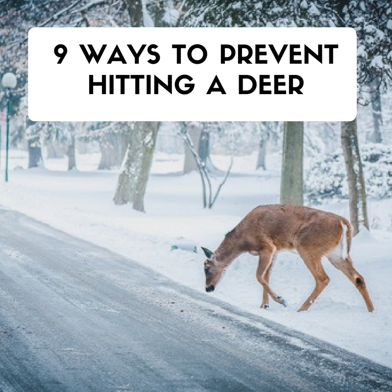 ways to prevent hitting a deer 
