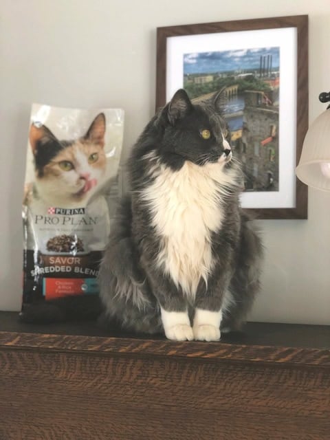 Purina Pro Plan Sammy 