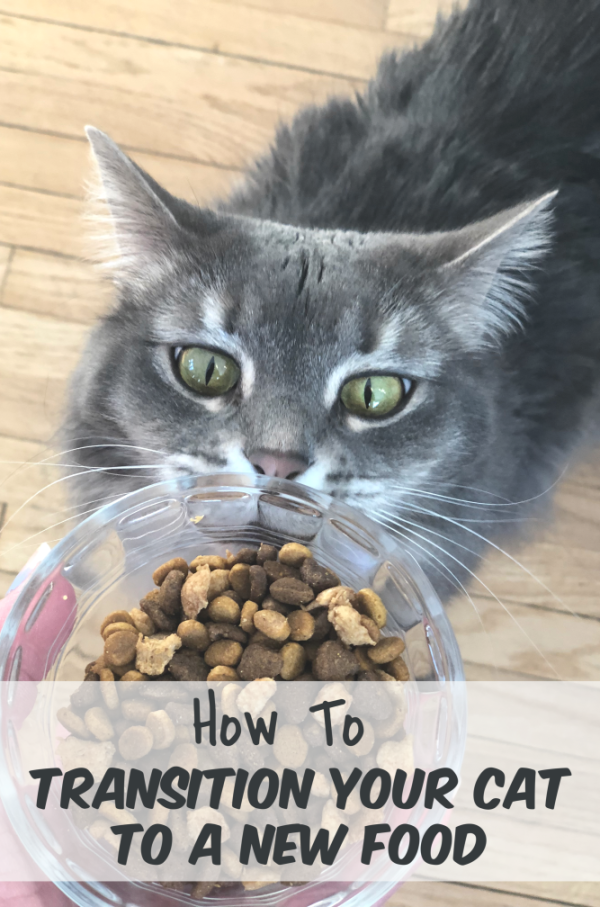 How to Transition Cat to New Food